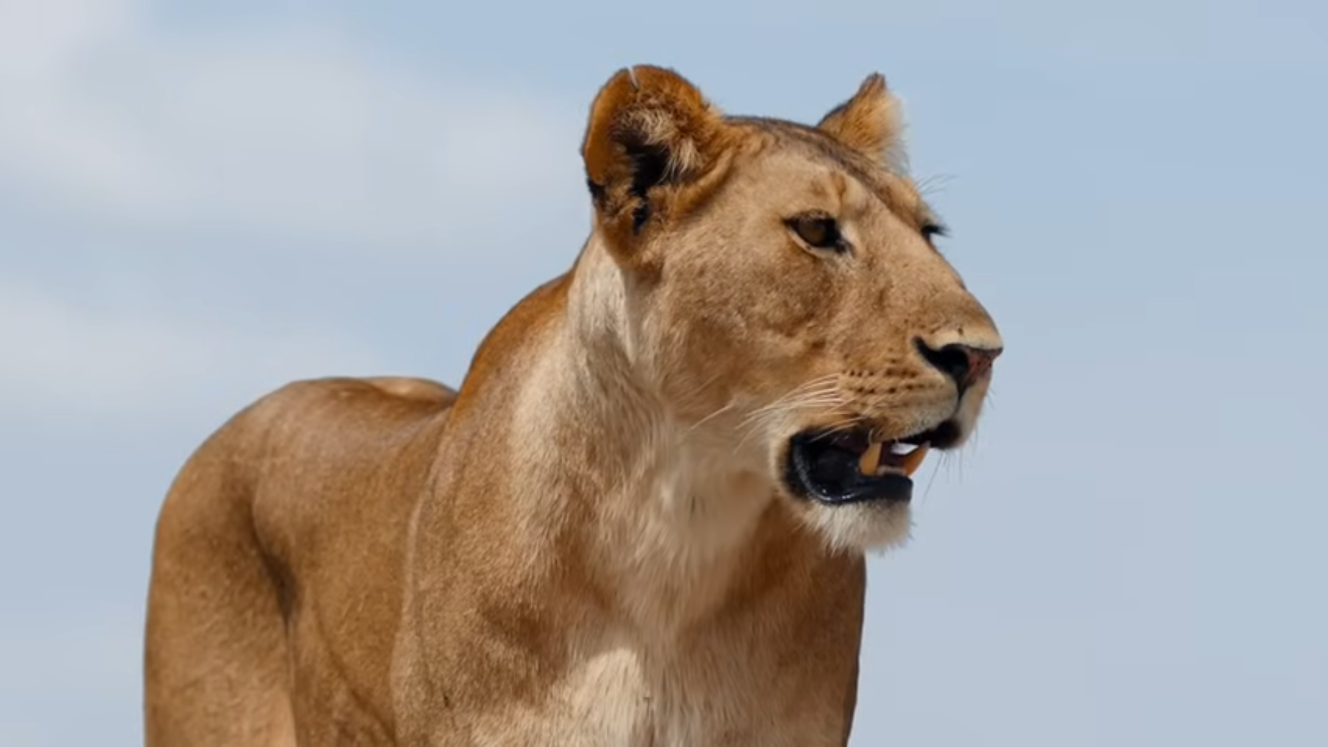 Safari Image 8